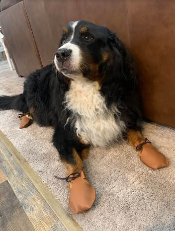 dog in dog shoes